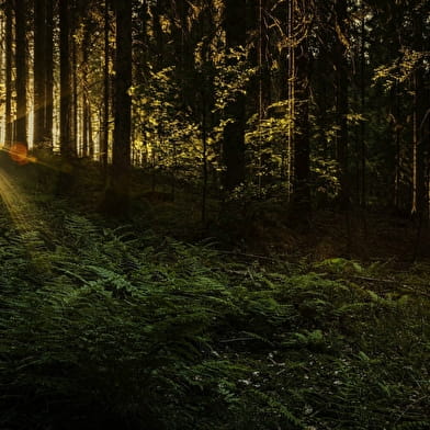 Randonnée nocturne - Contes et légendes de Puisaye dans les bois de Treigny !