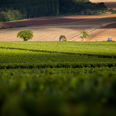 Chablis et le vignoble Chablisien