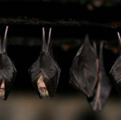 Nuit de la chauve-souris