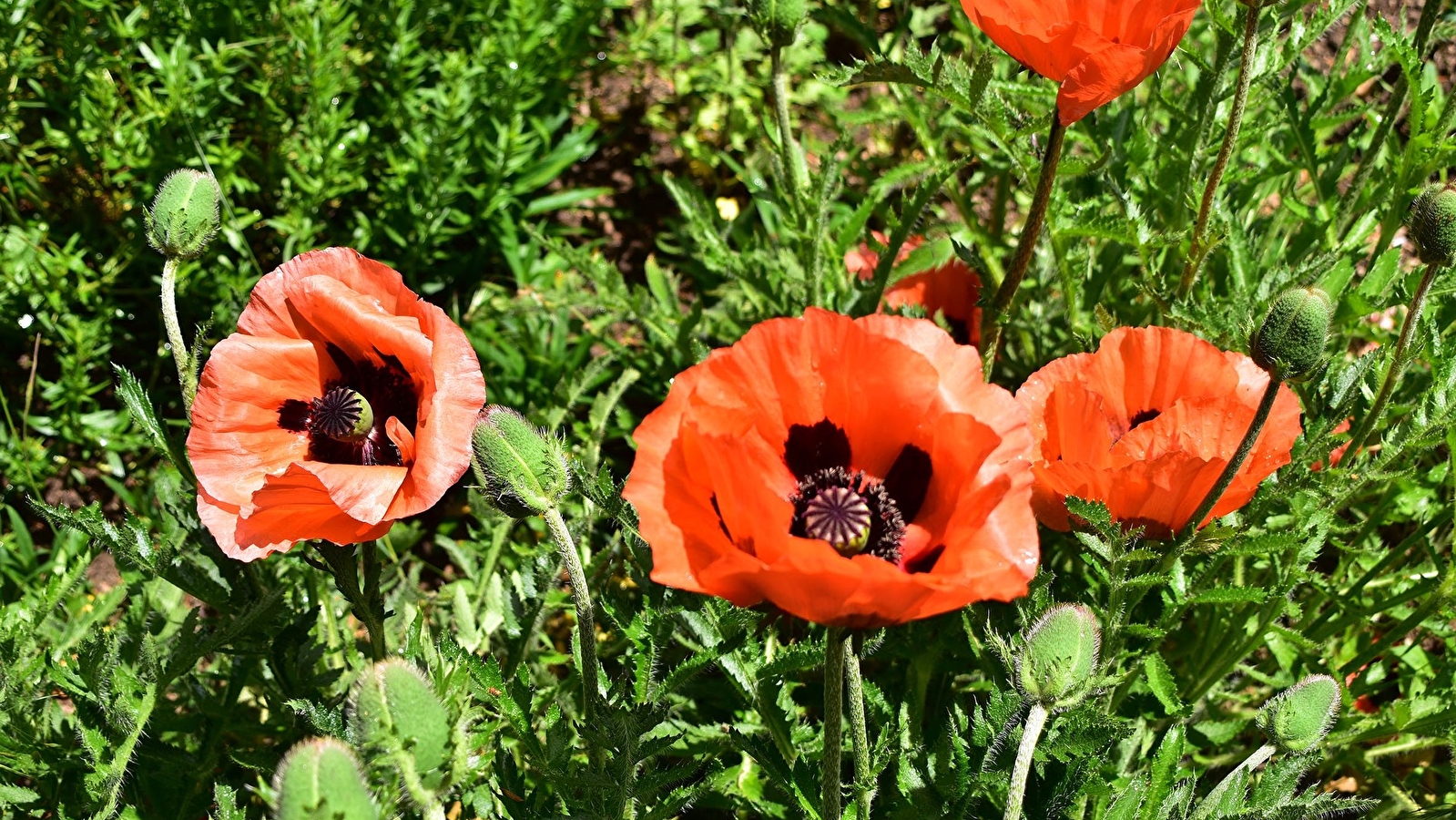 Flâneries entre plantes et toiles