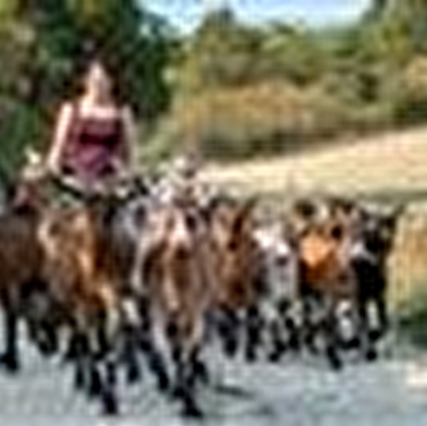 Une randonnée pour toute la famille avec les biquettes de la ferme.