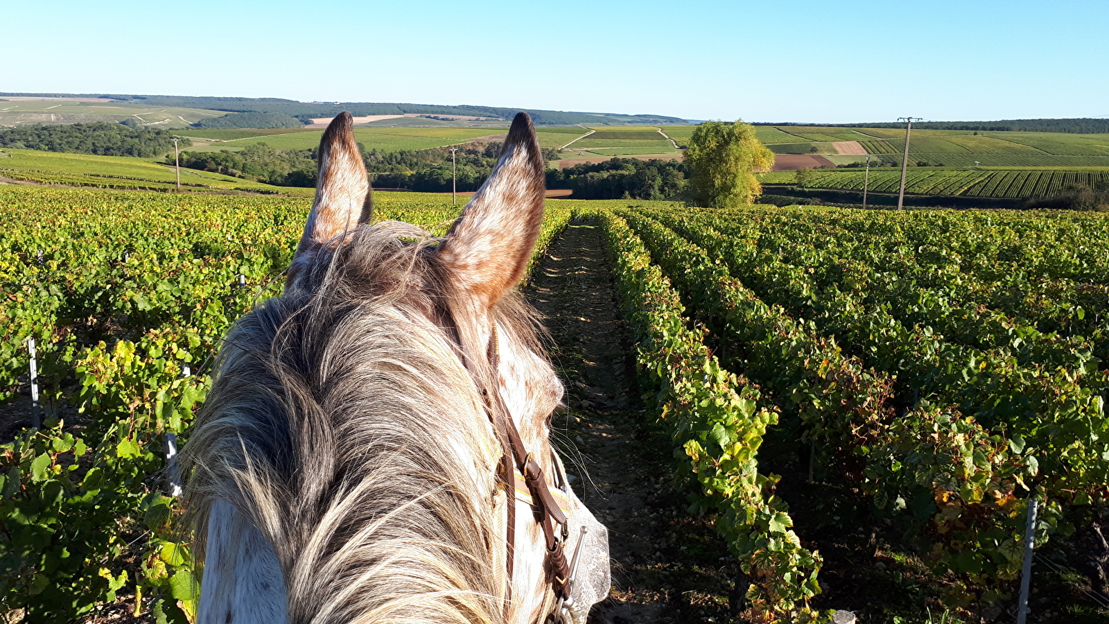 A Cheval dans l'Yonne