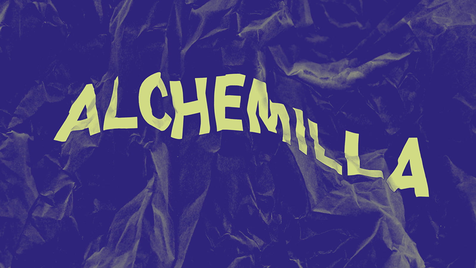 Alchemilla