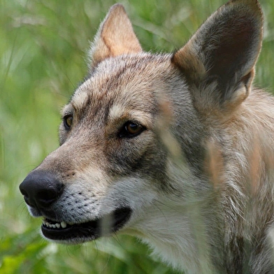 Muni de ton livret, pars à la découverte du loup et deviens incollable !