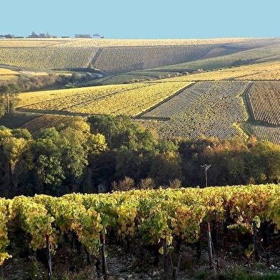 Chablis Vititours