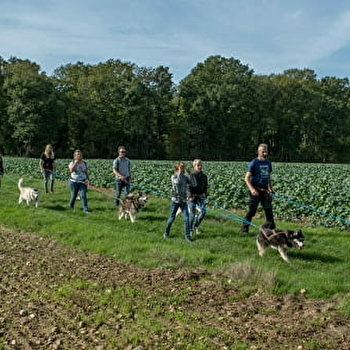 Cani-randonnée récréative avec des chiens de traineaux - SAINT-JULIEN-DU-SAULT