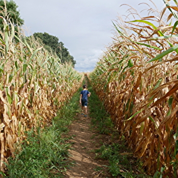 Viens te perdre dans le grand labyrinthe en maïs ! Sauras-tu retrouver ton chemin ? - SAINT-MARTIN-DU-TERTRE