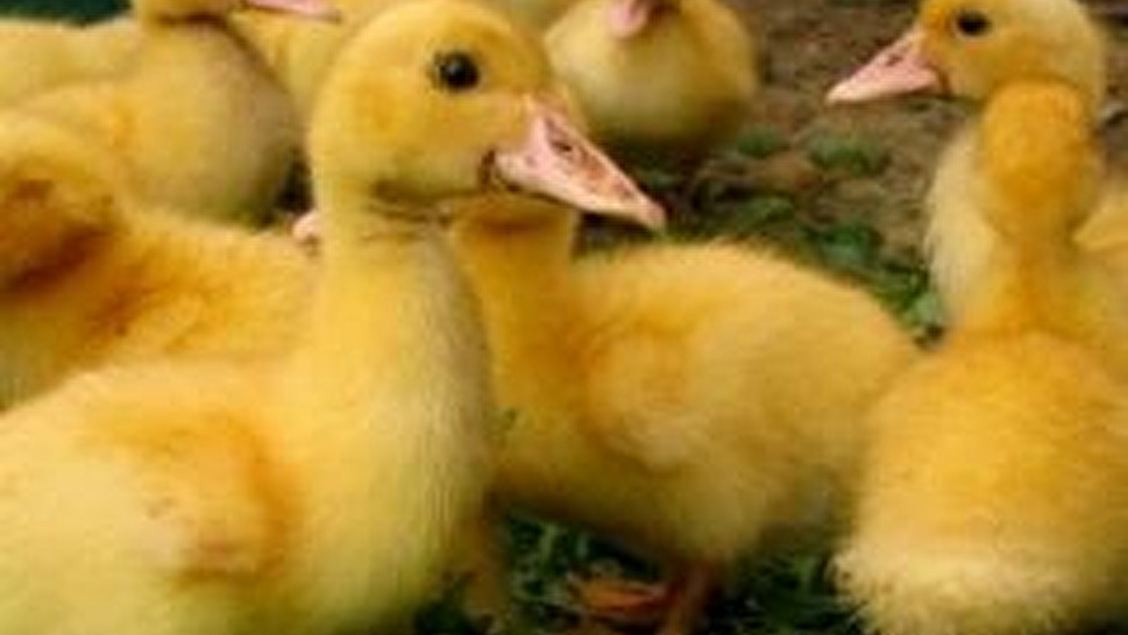 EARL Hivert Croc Duck