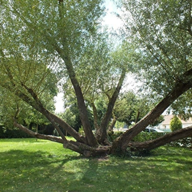 La ville regorge de jardins secrets et de parcs aux arbres centenaires. À toi de les découvrir !