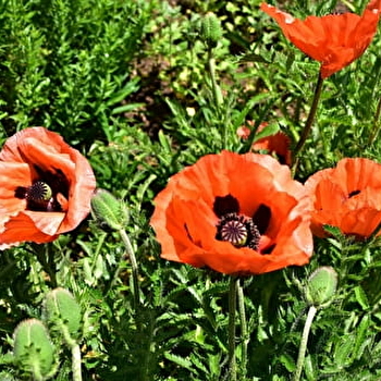 Rendez-vous aux Jardins - AVALLON