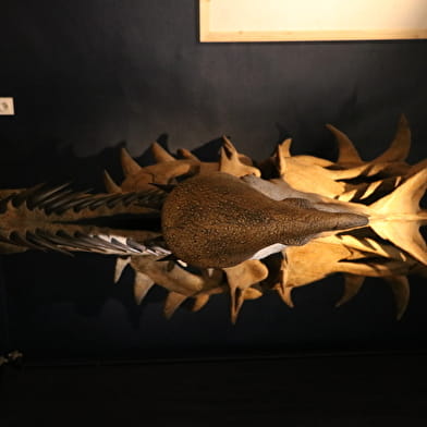 Anatomie comparée des espèces imaginaires