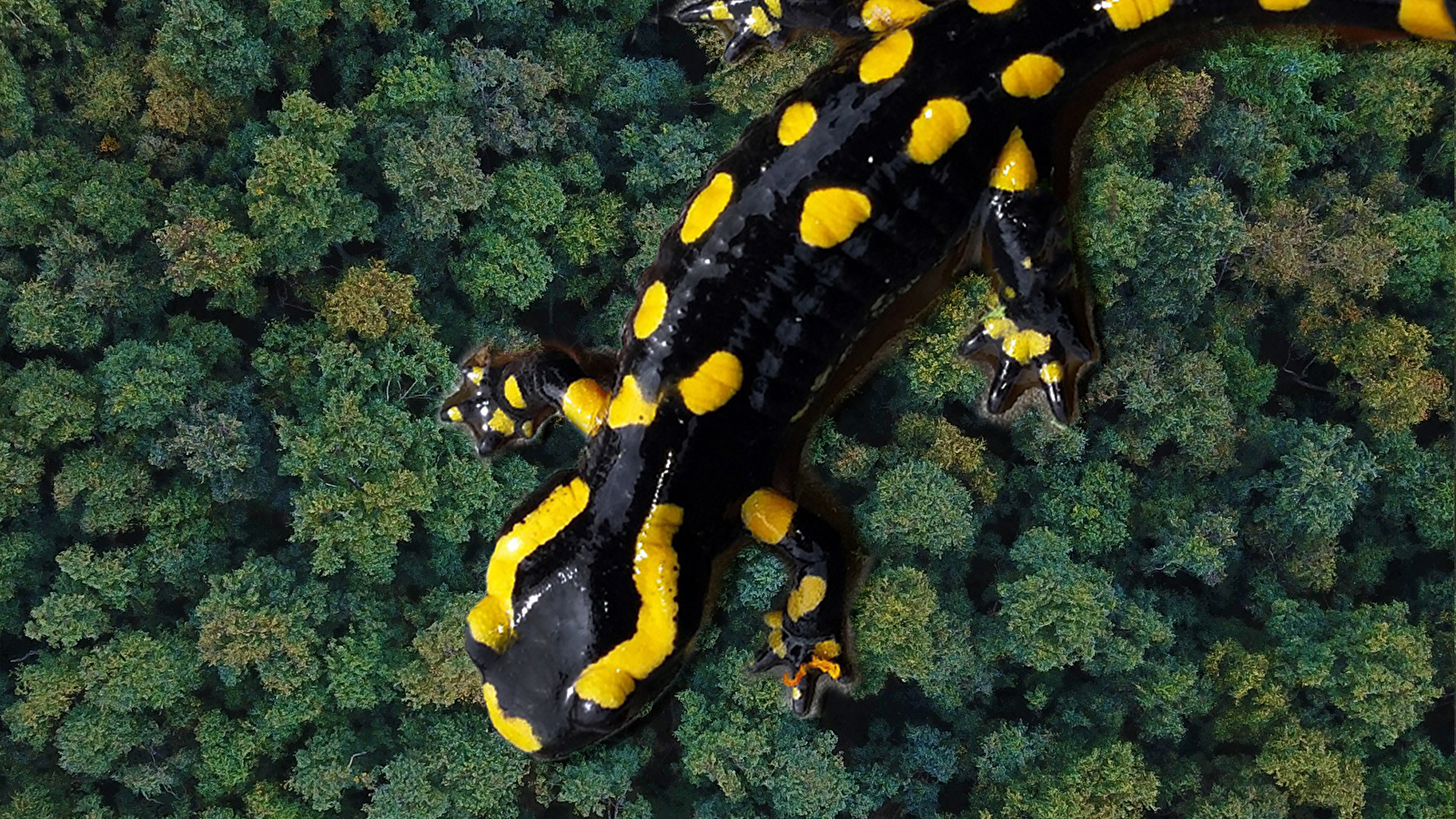 Découvre les richesses naturelles de Puisaye en t’amusant !