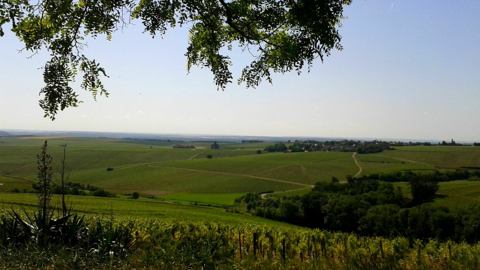 Saint Bris le Vineux - Vignobles & Sensations à E-Trott