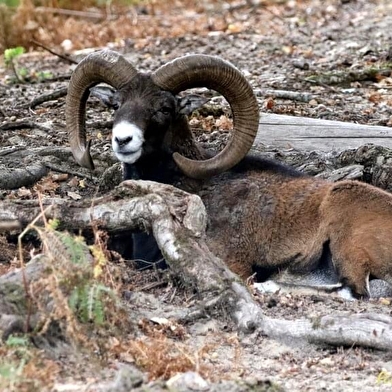 Pars à la conquête d'animaux en liberté et tiens-toi prêt à apercevoir le roi de la forêt !