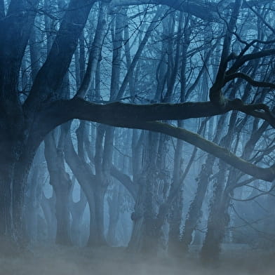 Randonnée nocturne dans les bois de Toucy avec lectures de contes et légendes !