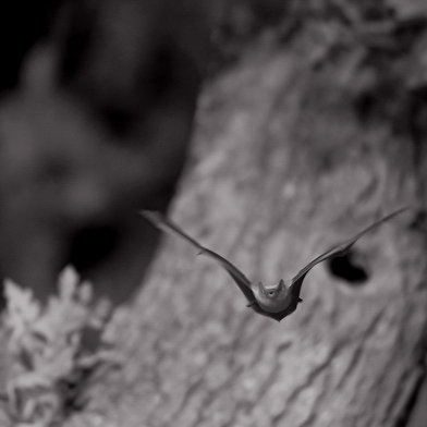 Nuit de la chauve-souris