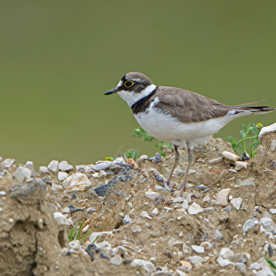 Réserve ornithologique de Bas-Rebourseaux