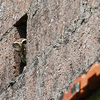 À la découverte de la nuit, de ses habitants et de la vallée de la Cure, Samedi 19 septembre
- PIERRE-PERTHUIS