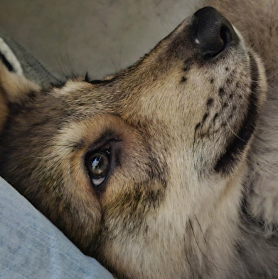 Animations Nature à la Pyramide du Loup cet été !