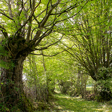 Découvre les richesses naturelles de Puisaye en t’amusant !