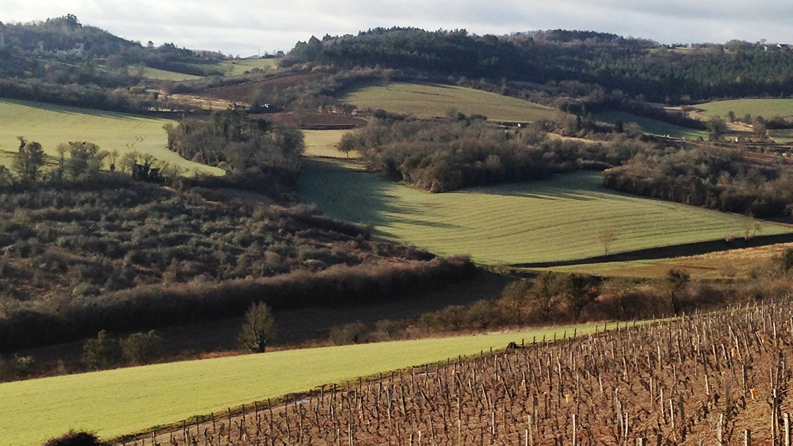 La boucle du vignoble