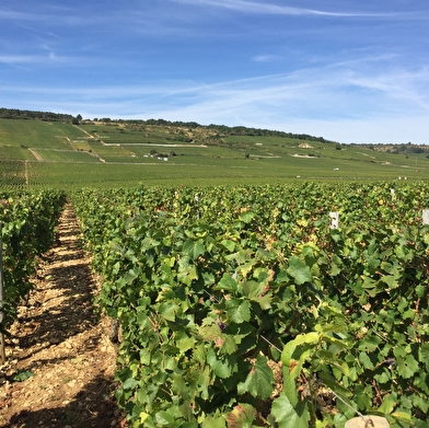 Escapade Journée - Lavoirs et vignobles de l'Auxerrois