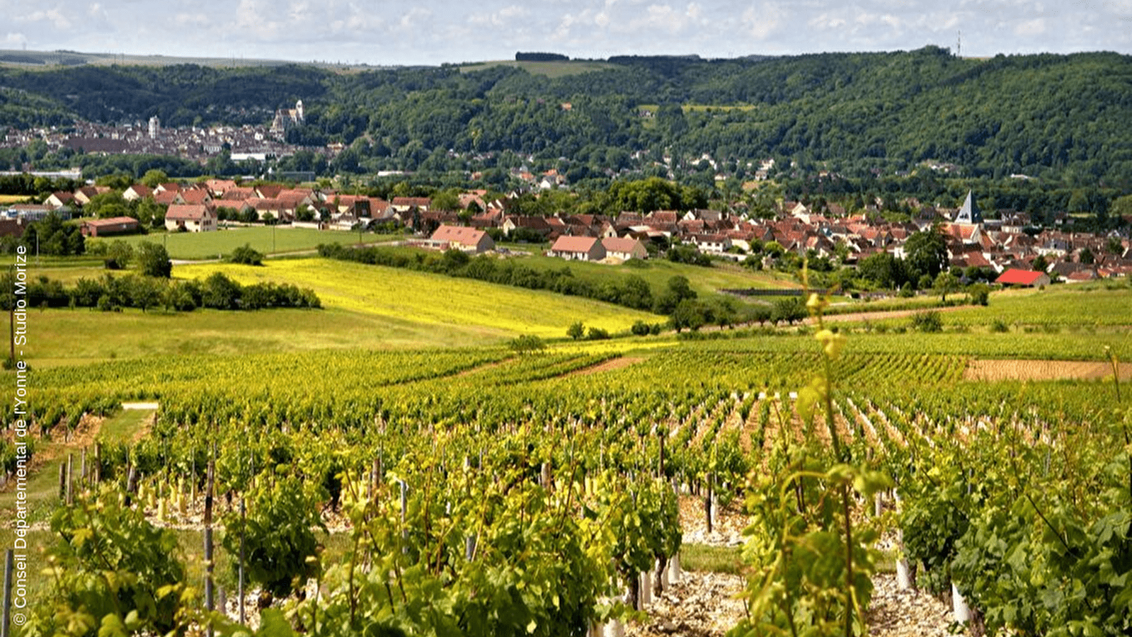 Entre vignes et canaux du Tonnerrois