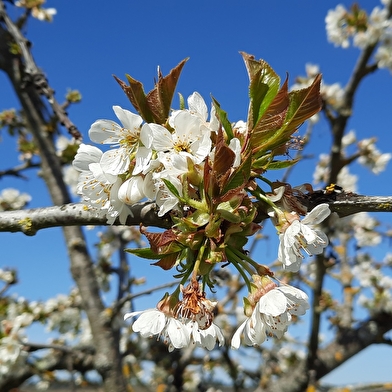 Auxerre - Rivière & Campagne à e-trott