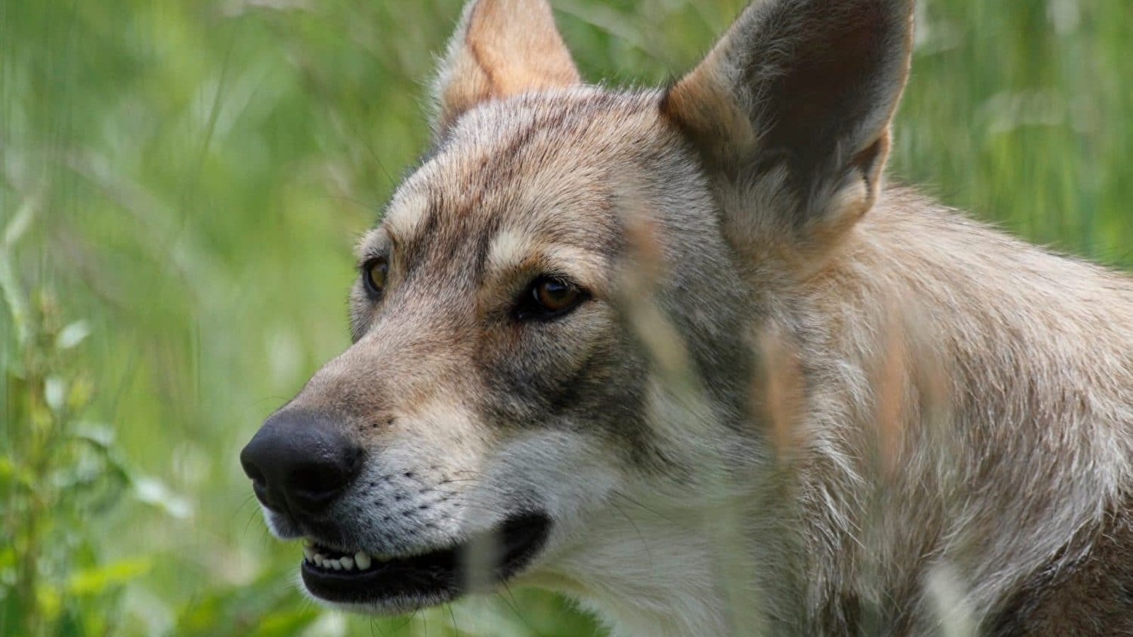 La Pyramide du Loup